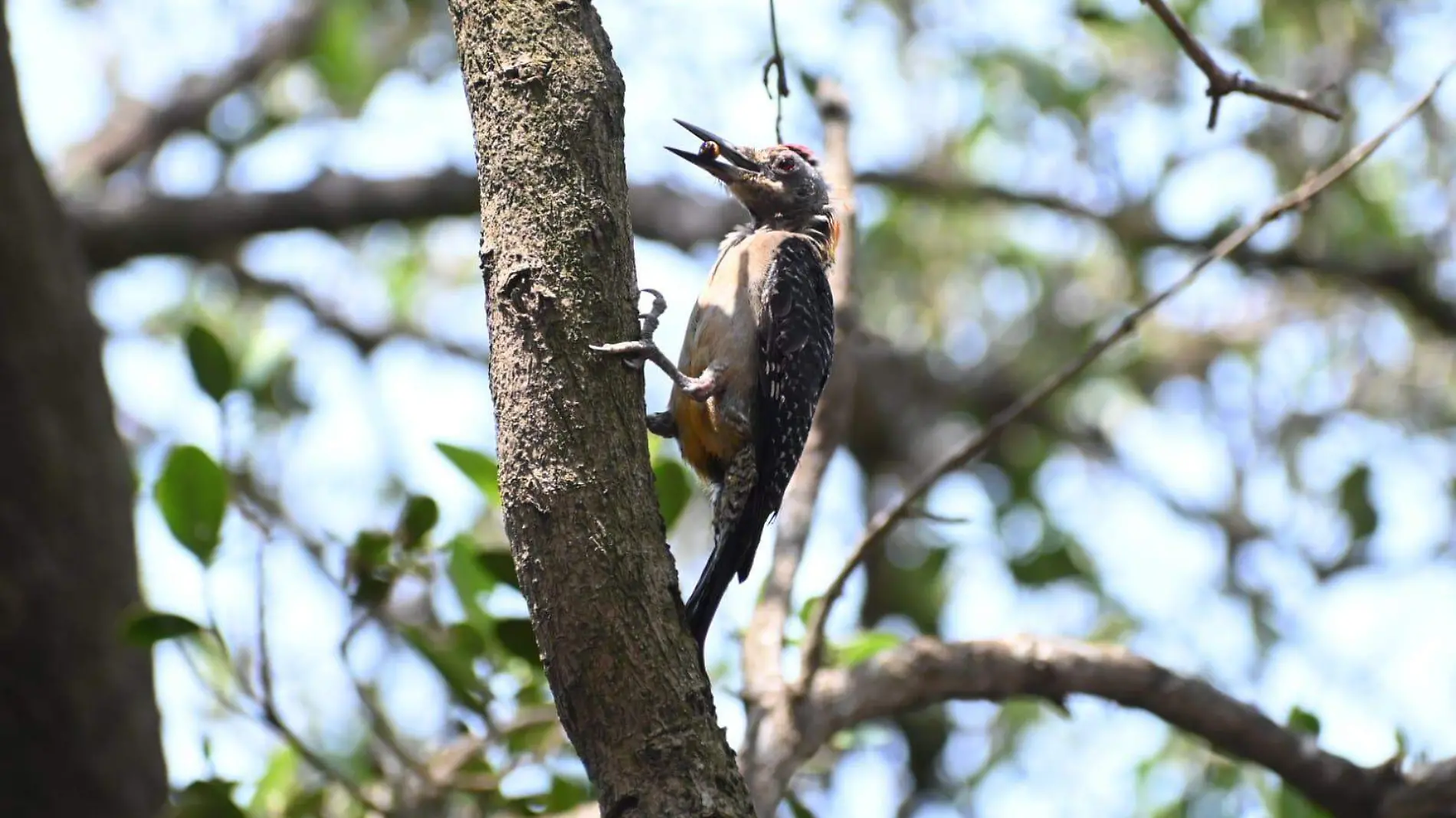 Pajaro Carpintero